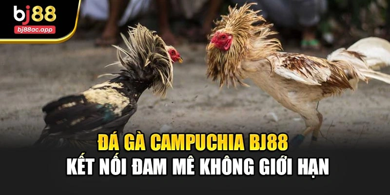 Đá Gà Campuchia Bj88 – Kết Nối Đam Mê Không Giới Hạn